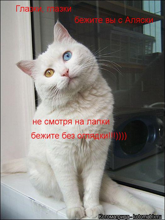 Котоматрица: Глазки, глазки бежите вы с Аляски не смотря на лапки бежите без оглядки!!!))))