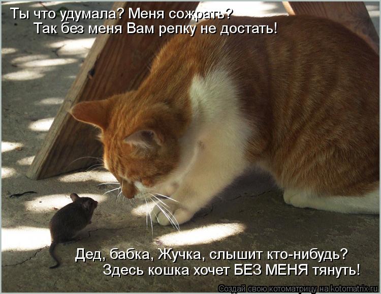 Котоматрица: Ты что удумала? Меня сожрать? Так без меня Вам репку не достать! Дед, бабка, Жучка, слышит кто-нибудь? Здесь кошка хочет БЕЗ МЕНЯ тянуть!