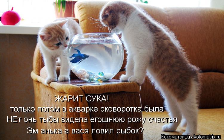 Котоматрица: Эм анька а вася ловил рыбок? НЕт онь тыбы видела егошнюю рожу счастья только потом в акварке сковоротка была ЖАРИТ СУКА!