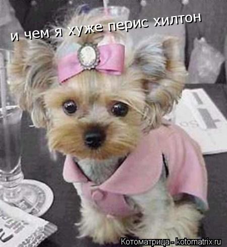 Котоматрица: и чем я хуже перис хилтон