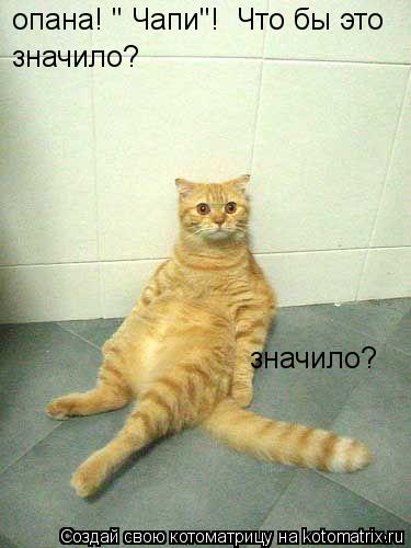 Котоматрица: опана! " Чапи"!  Что бы это значило? значило?