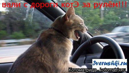 Котоматрица: вали с дороги котЭ за рулём!!!