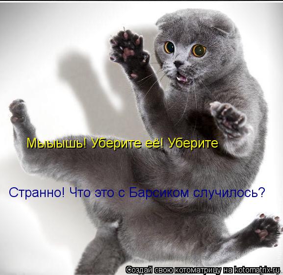 Котоматрица: Мыыышь! Уберите её! Уберите Странно! Что это с Барсиком случилось?