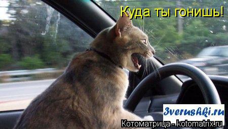 Котоматрица: Куда ты гонишь!