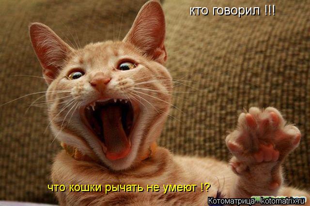 Котоматрица: кто говорил !!! что кошки рычать не умеют !?