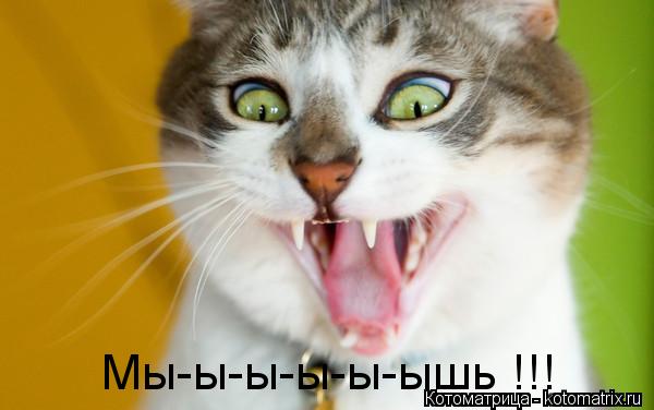 Котоматрица: Мы-ы-ы-ы-ы-ышь !!!