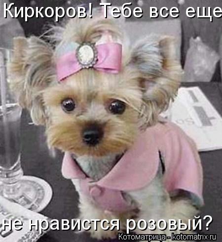 Котоматрица: не нравистся розовый? Киркоров! Тебе все еще