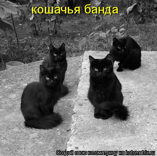 Котоматрица: кошачья банда