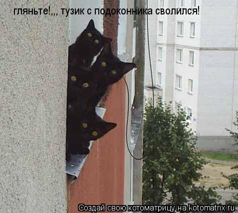 Котоматрица: гляньте!,,, тузик с подоконника сволился!