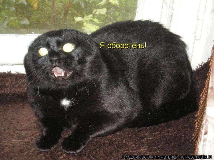 Котоматрица: Я оборотень!