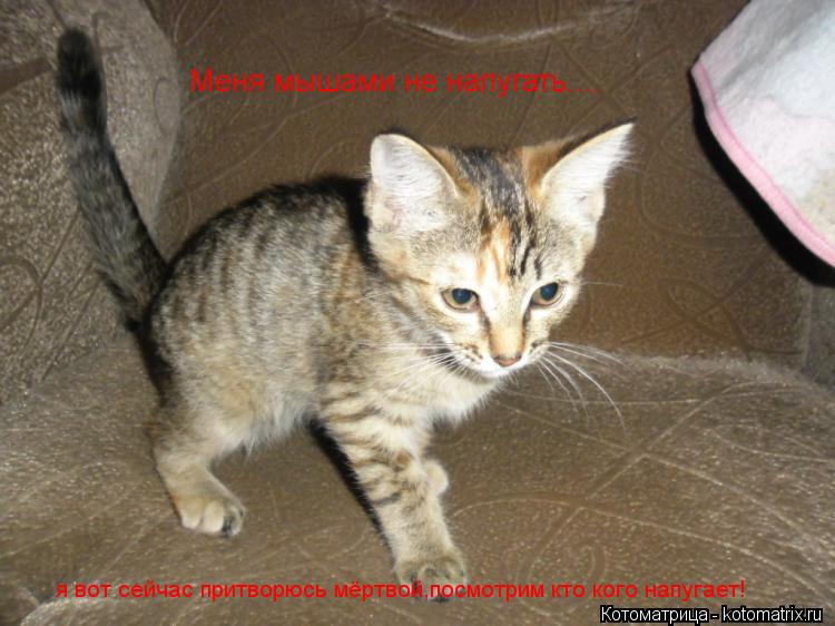Котоматрица: Меня мышами не напугать.... я вот сейчас притворюсь мёртвой,посмотрим кто кого напугает!