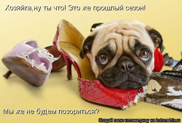 Котоматрица: Хозяйка,ну ты что! Это же прошлый сезон!  Мы же не будем позориться?