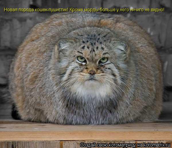 Новая порода кошек-пушистик! Кроме морды больше у него ничиго не видно!... Котоматрица: Новая порода кошек-пушистик! Кроме морды больше у него ничиго не видно!