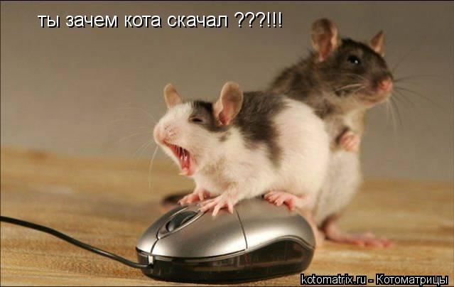 Котоматрица: ты зачем кота скачал ???!!!