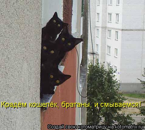 Котоматрица: Крадём кошелёк, братаны, и смываемся!