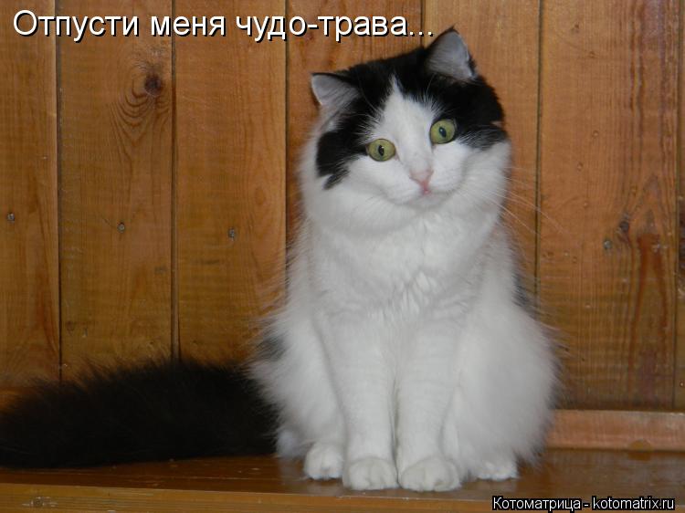 Котоматрица: Отпусти меня чудо-трава...
