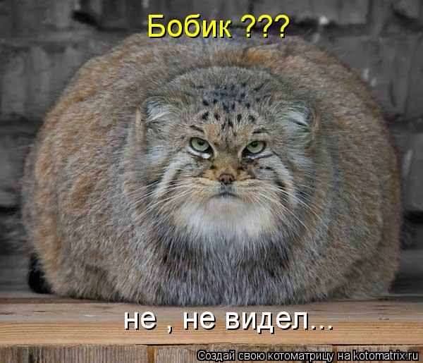 Котоматрица: Бобик ??? не , не видел...