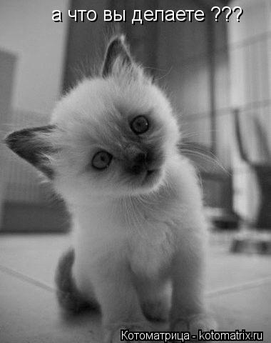 Котоматрица: а что вы делаете ???