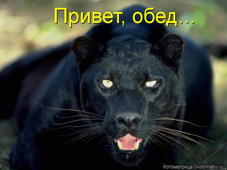 Котоматрица: Привет, обед...
