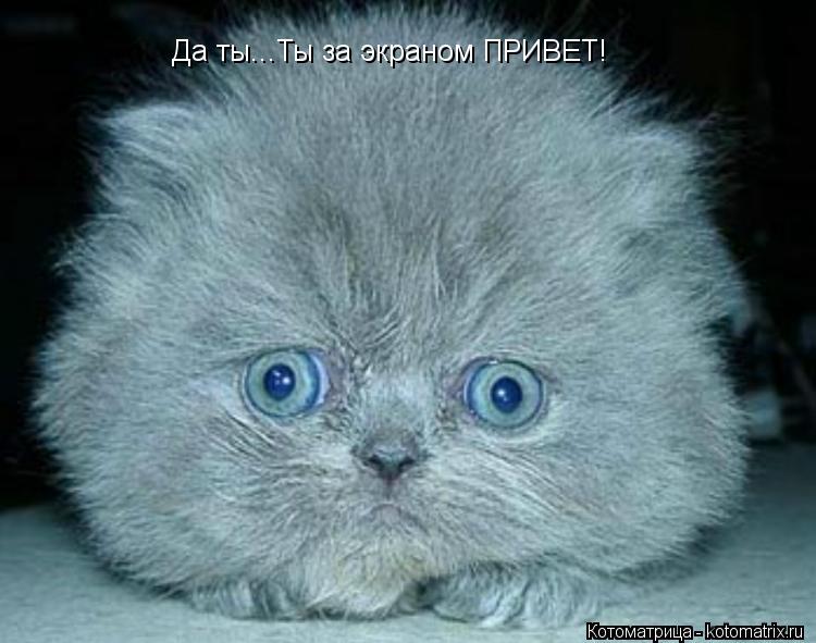 Котоматрица: Да ты...Ты за экраном ПРИВЕТ!