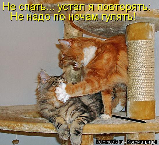 Котоматрица: Не спать... устал я повторять: Не надо по ночам гулять!