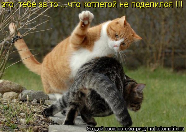 Котоматрица: это ,тебе за то ...что котлетой не поделился !!!