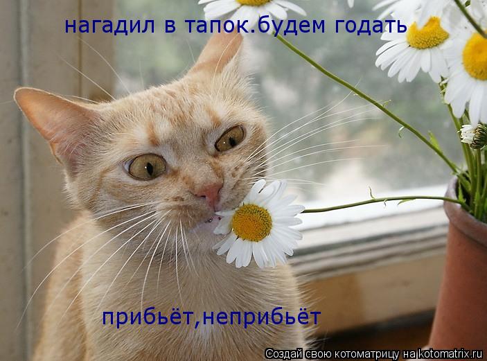 Котоматрица: прибьёт,неприбьёт нагадил в тапок.будем годать
