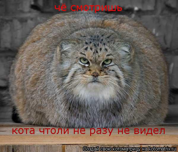 Котоматрица: чё смотришь кота чтоли не разу не видел