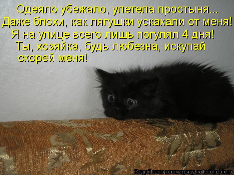 Даже блохи, как лягушки ускакали от меня! Одеяло убежало, улетела простыня... Я на улице всего лишь п... Котоматрица: Даже блохи, как лягушки ускакали от меня! Одеяло убежало, улетела простыня... Я на улице всего лишь погулял 4 дня! Ты, хозяйка, будь любезна, ис
