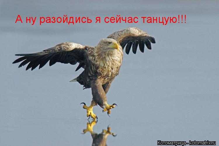 А ну разойдись я сейчас танцую!!!... Котоматрица: А ну разойдись я сейчас танцую!!!