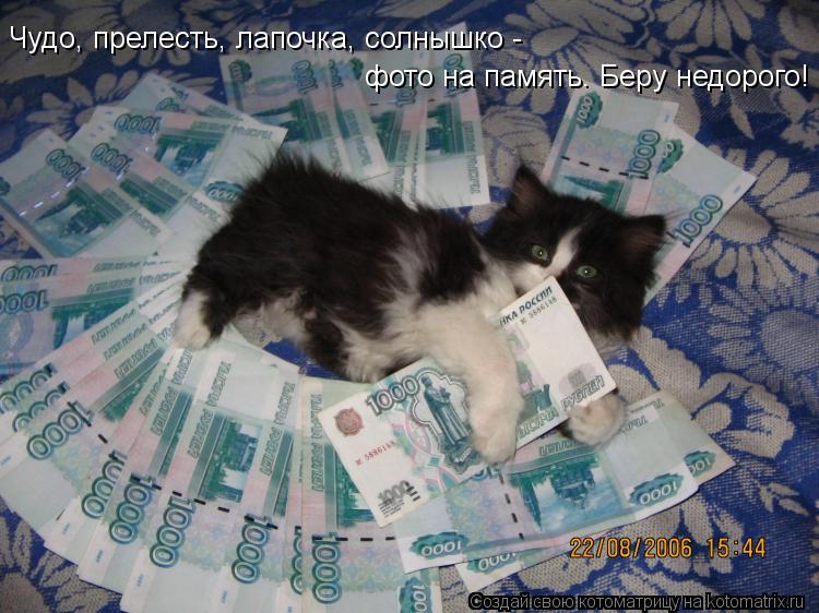 Чудо, прелесть, лапочка, солнышко - фото на память. Беру недорого!... Котоматрица: Чудо, прелесть, лапочка, солнышко - фото на память. Беру недорого!