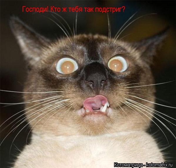 Господи! Кто ж тебя так подстриг?... Котоматрица: Господи! Кто ж тебя так подстриг?