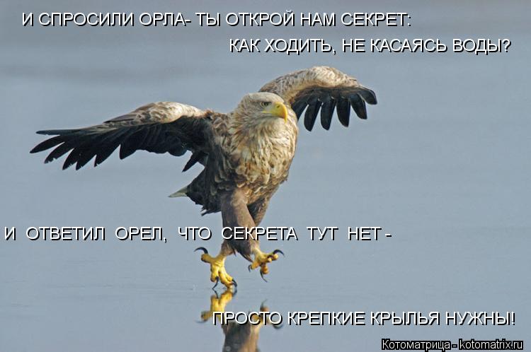 И СПРОСИЛИ ОРЛА- ТЫ ОТКРОЙ НАМ СЕКРЕТ: КАК ХОДИТЬ, НЕ КАСАЯСЬ ВОДЫ? И ОТВЕТИЛ ОРЕЛ, ЧТО СЕКРЕТА ... Котоматрица: И СПРОСИЛИ ОРЛА- ТЫ ОТКРОЙ НАМ СЕКРЕТ: КАК ХОДИТЬ, НЕ КАСАЯСЬ ВОДЫ? И ОТВЕТИЛ ОРЕЛ, ЧТО СЕКРЕТА ТУТ НЕТ - ПРОСТО КРЕПКИЕ КРЫЛЬЯ НУЖНЫ!