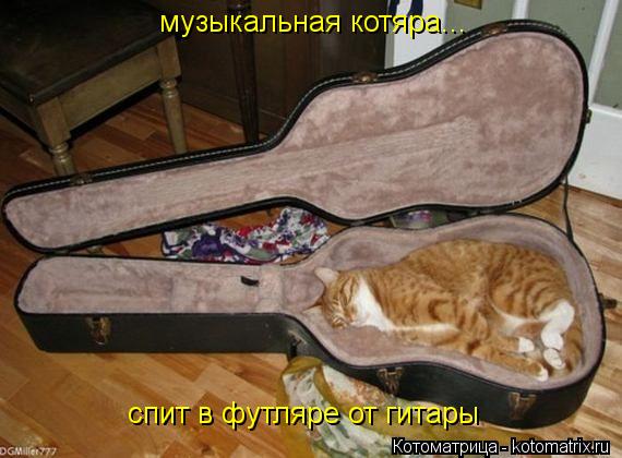 музыкальная котяра... спит в футляре от гитары... Котоматрица: музыкальная котяра... спит в футляре от гитары