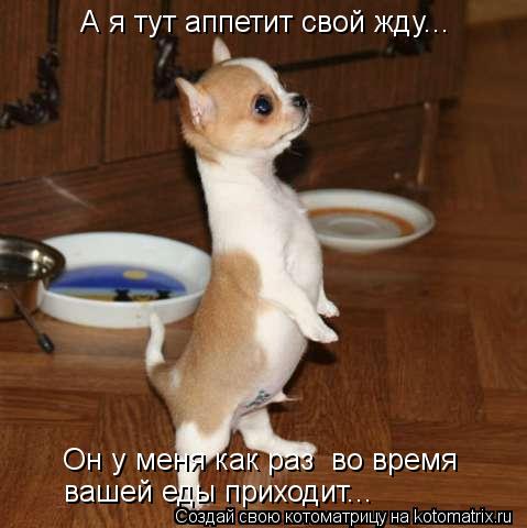 А я тут аппетит свой жду... Он у меня как раз во время вашей еды приходит...... Котоматрица: А я тут аппетит свой жду... Он у меня как раз во время вашей еды приходит...