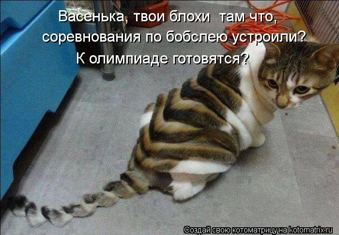 Васенька, твои блохи там что, соревнования по бобслею устроили? К олимпиаде готовятся?... Котоматрица: Васенька, твои блохи там что, соревнования по бобслею устроили? К олимпиаде готовятся?