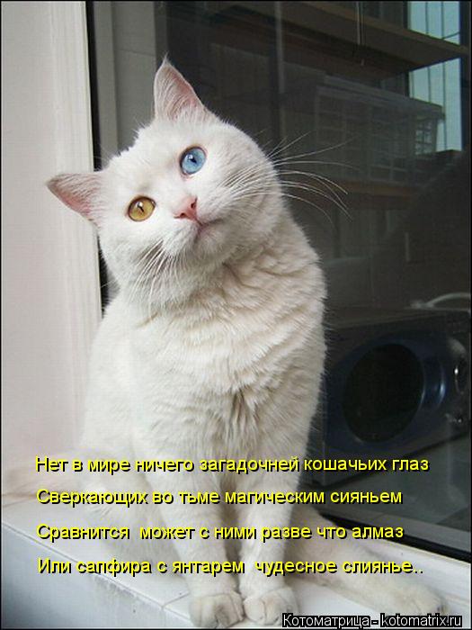 Нет в мире ничего загадочней кошачьих глаз Сверкающих во тьме магическим сияньем Сравнится может с н... Котоматрица: Нет в мире ничего загадочней кошачьих глаз Сверкающих во тьме магическим сияньем Сравнится может с ними разве что алмаз Или сапфира с янта
