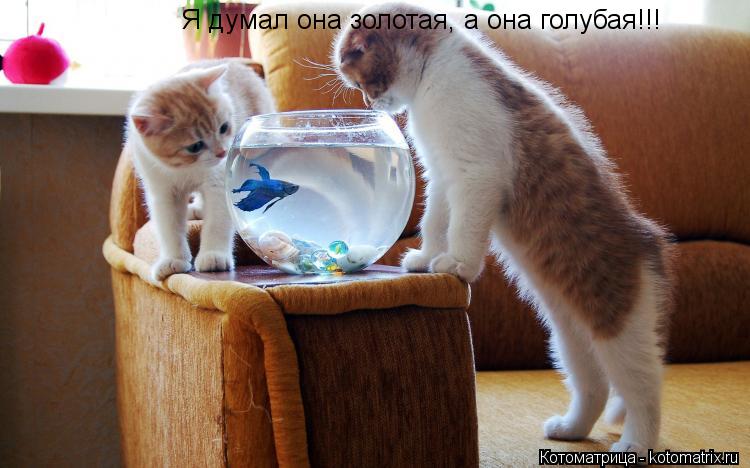 Я думал она золотая, а она голубая!!!... Котоматрица: Я думал она золотая, а она голубая!!!