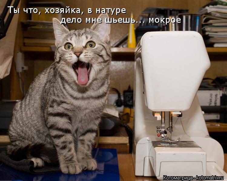 Ты что, хозяйка, в натуре дело мне шьешь... мокрое... Котоматрица: Ты что, хозяйка, в натуре дело мне шьешь... мокрое
