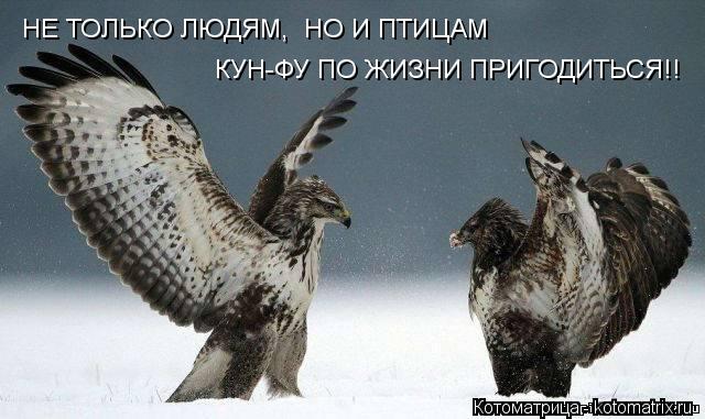 НЕ ТОЛЬКО ЛЮДЯМ, НО И ПТИЦАМ КУН-ФУ ПО ЖИЗНИ ПРИГОДИТЬСЯ!!... Котоматрица: НЕ ТОЛЬКО ЛЮДЯМ, НО И ПТИЦАМ КУН-ФУ ПО ЖИЗНИ ПРИГОДИТЬСЯ!!
