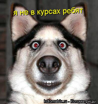 я не в курсах ребят я не в курсах ребят... Котоматрица: я не в курсах ребят я не в курсах ребят