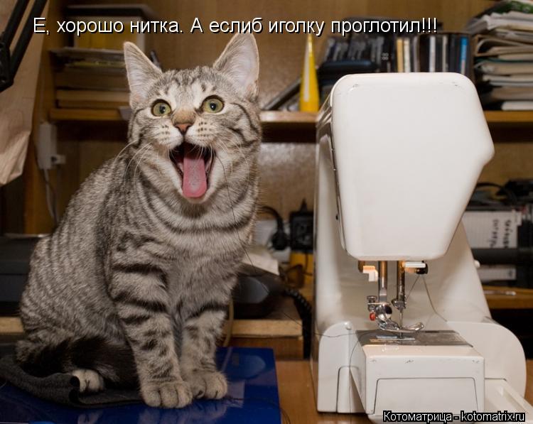 Е, хорошо нитка. А еслиб иголку проглотил!!!... Котоматрица: Е, хорошо нитка. А еслиб иголку проглотил!!!