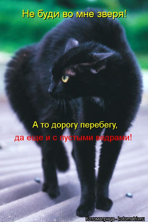 Не буди во мне зверя! А то дорогу перебегу, да еще и с пустыми ведрами!... Котоматрица: Не буди во мне зверя! А то дорогу перебегу, да еще и с пустыми ведрами!