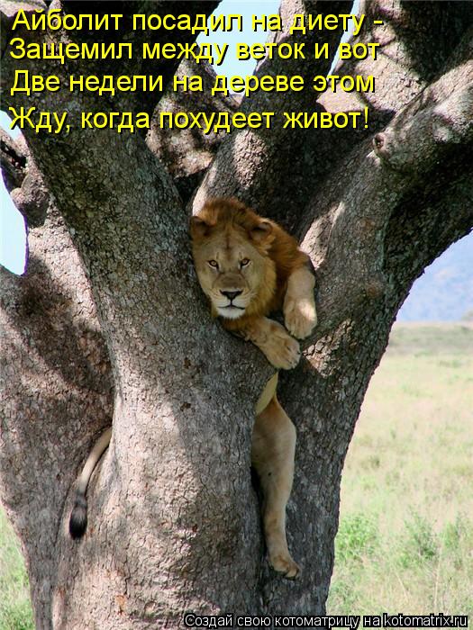 Котоматрица: Айболит посадил на диету -  Защемил между веток и вот Две недели на дереве этом Жду, когда похудеет живот!