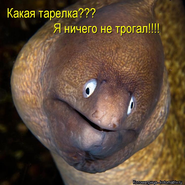 Какая тарелка я ничего не трогал Какая тарелка??? Я ничего не трогал!!!!... Котоматрица: Какая тарелка я ничего не трогал Какая тарелка??? Я ничего не трогал!!!!