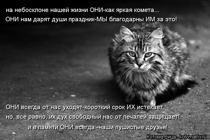 на небосклоне нашей жизни ОНИ-как яркая комета... ОНИ нам дарят души праздник-МЫ благодарны ИМ за это... Котоматрица: на небосклоне нашей жизни ОНИ-как яркая комета... ОНИ нам дарят души праздник-МЫ благодарны ИМ за это! ОНИ всегда от нас уходят-короткий срок