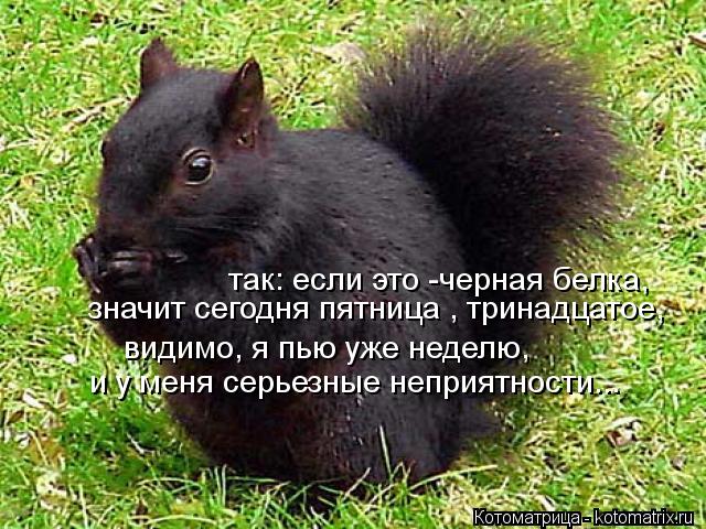 значит сегодня пятница , тринадцатое, так: если это -черная белка, и у меня серьезные неприятности...... Котоматрица: значит сегодня пятница , тринадцатое, так: если это -черная белка, и у меня серьезные неприятности... видимо, я пью уже неделю,