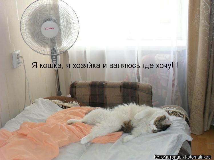 Котоматрица: Я кошка, я хозяйка и валяюсь где хочу!!!