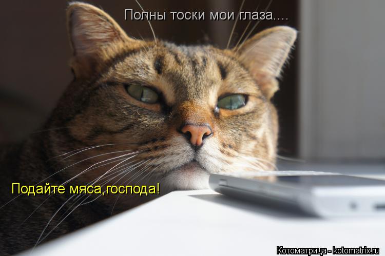 Котоматрица: Полны тоски мои глаза.... Подайте мяса,господа!