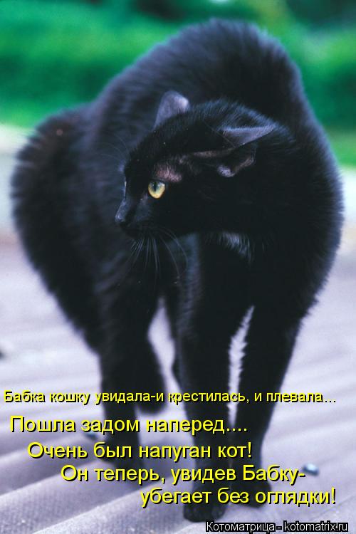 Котоматрица: убегает без оглядки! Он теперь, увидев Бабку- Очень был напуган кот! Пошла задом наперед.... Бабка кошку увидала-и крестилась, и плевала...